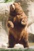 Bear Medicine