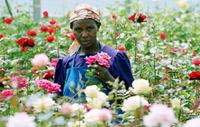 Flower Worker