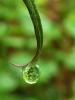 Green planet