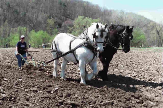 Horse power