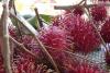 Rambutan - breakfast in Kauai