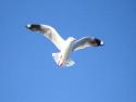 The Seagull's picture