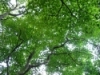 Thesa's picture
