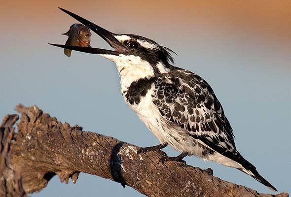 Kingfisher