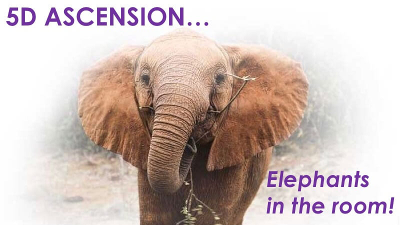 5D Ascension - Elephants in the Room at Openhand