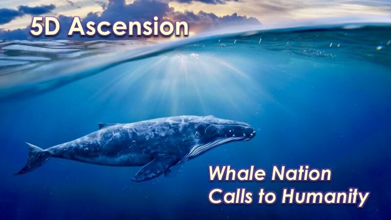 5D Ascension - Whale Nation