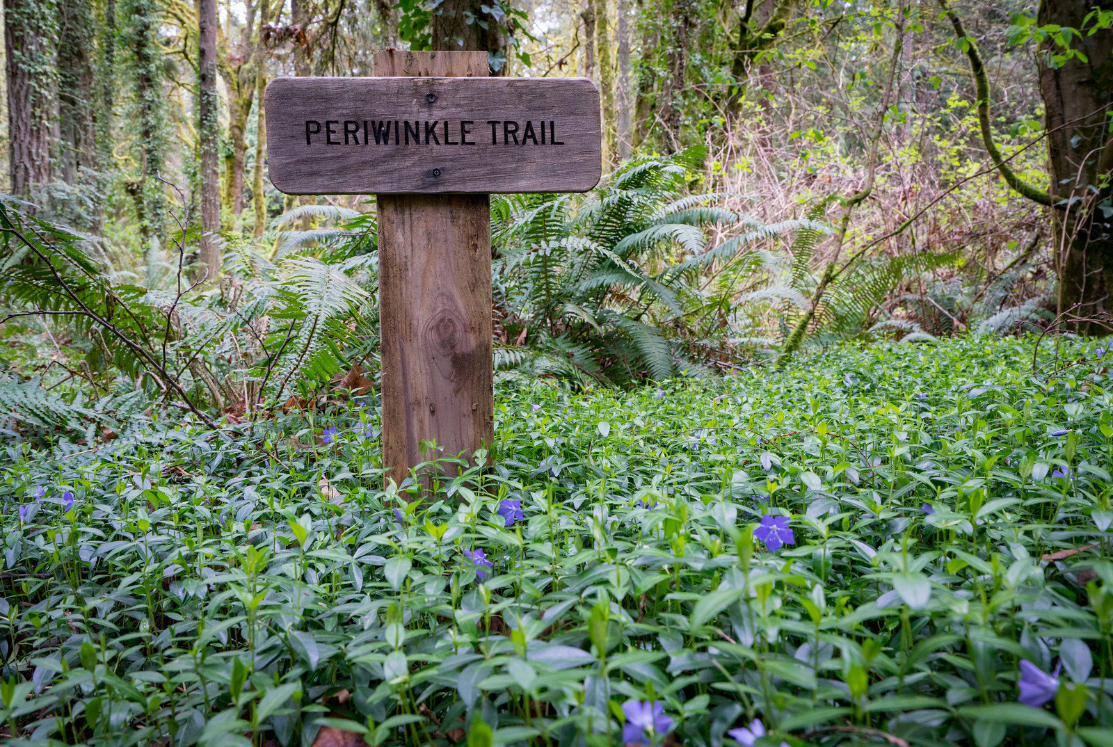 Periwinkle Trail Harper's Hill