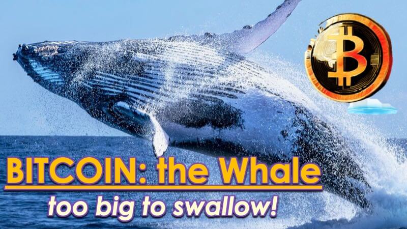 Bitcoin the Whale
