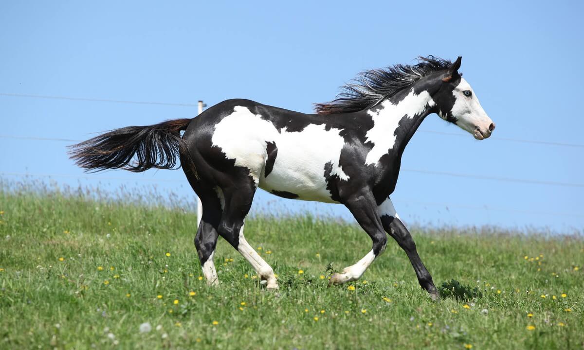 Black & White Horse