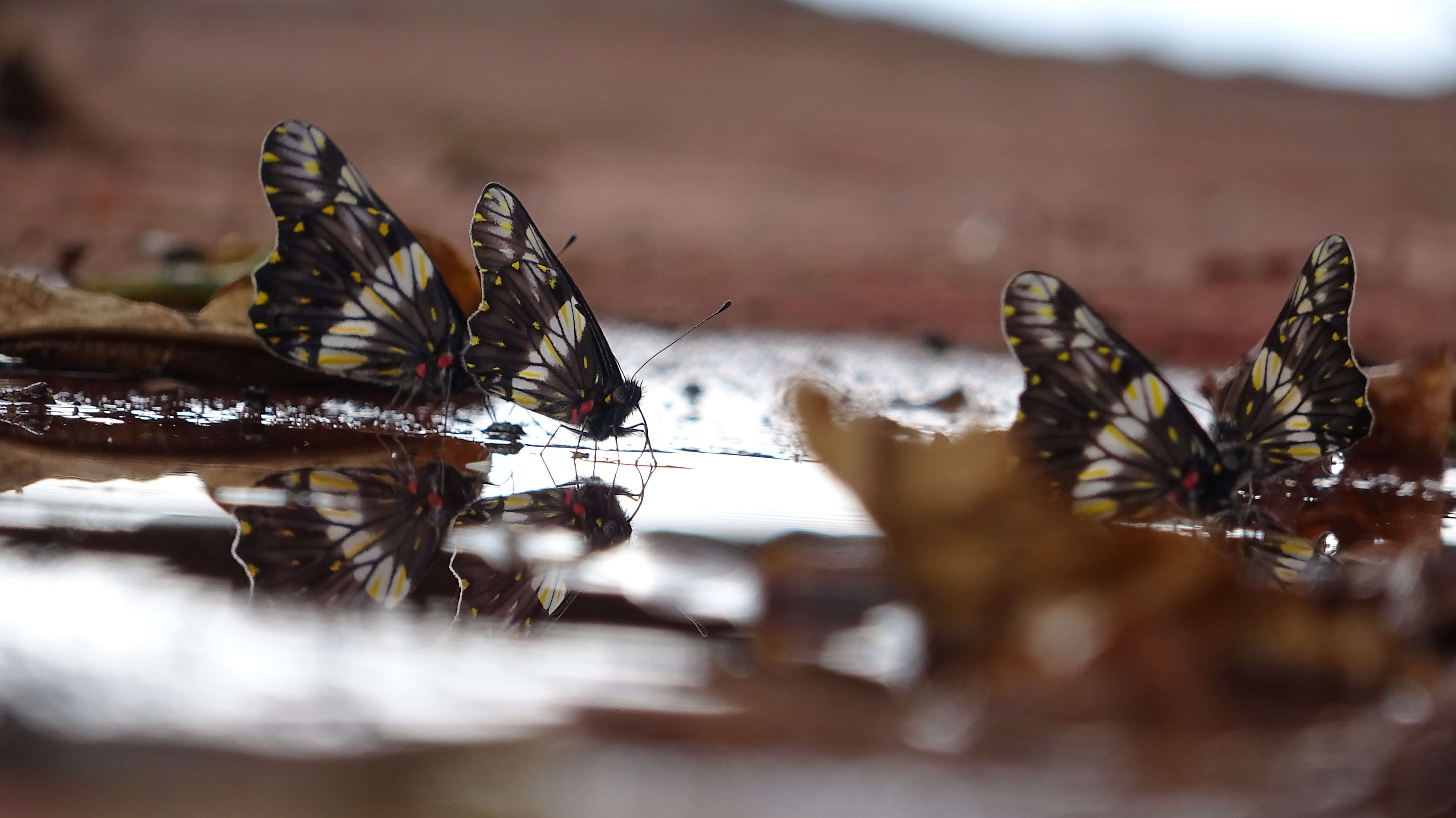 Mexico22 - Emergent Butterflys