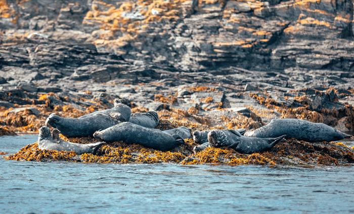 Calf of Man Sea Lions