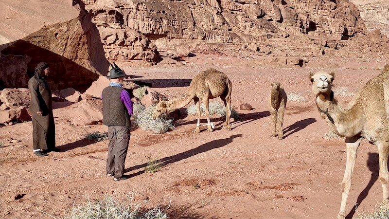 Arabia 26: Camels by Openhand