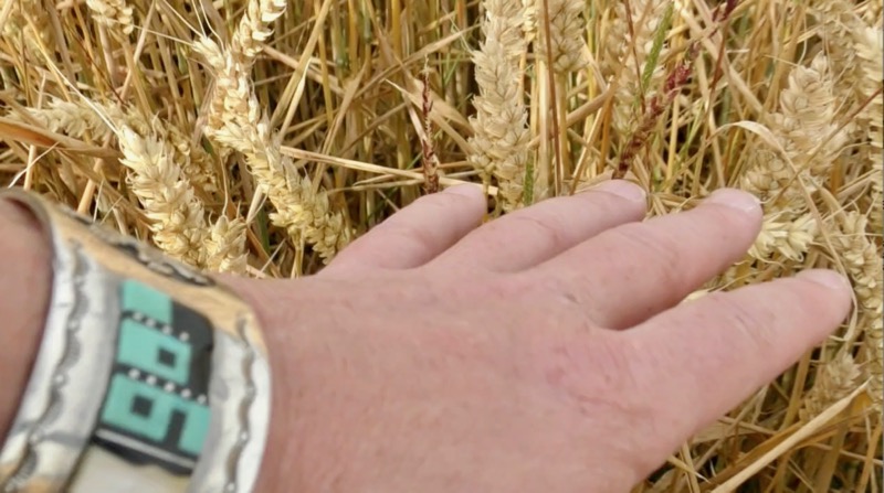 Avebury Summer School 19 - Crop Circle Openhand 