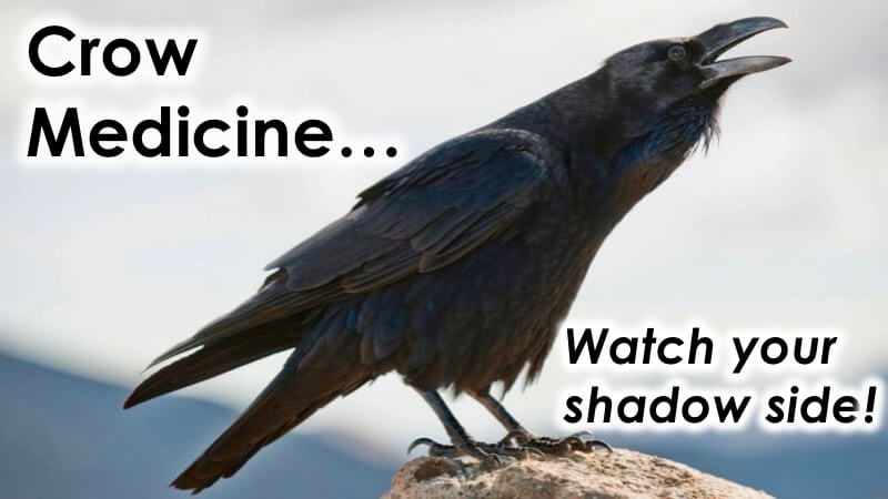 Crow Medicine with Openhand