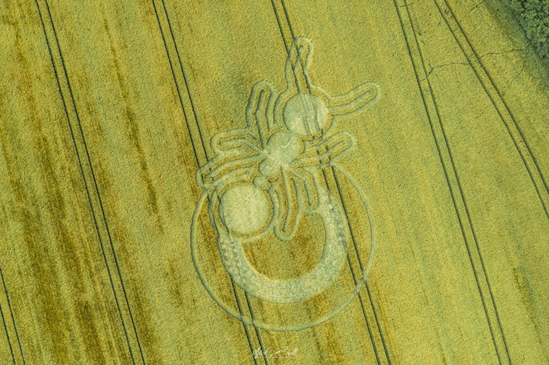Crop Circle Sparticles Wood, nr Netherme-on-the-Hill, Surrey