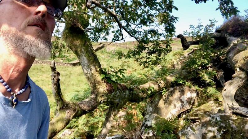 Dragon Tree with Openhand