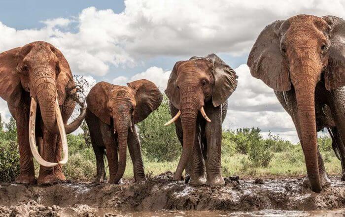 Elephant Herd at Openhand