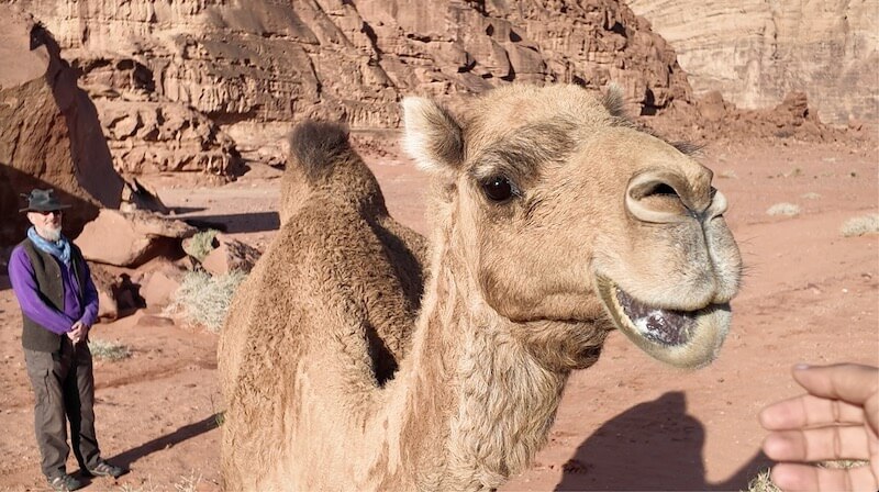 Arabia 26: Friendly Camels! by Openhand