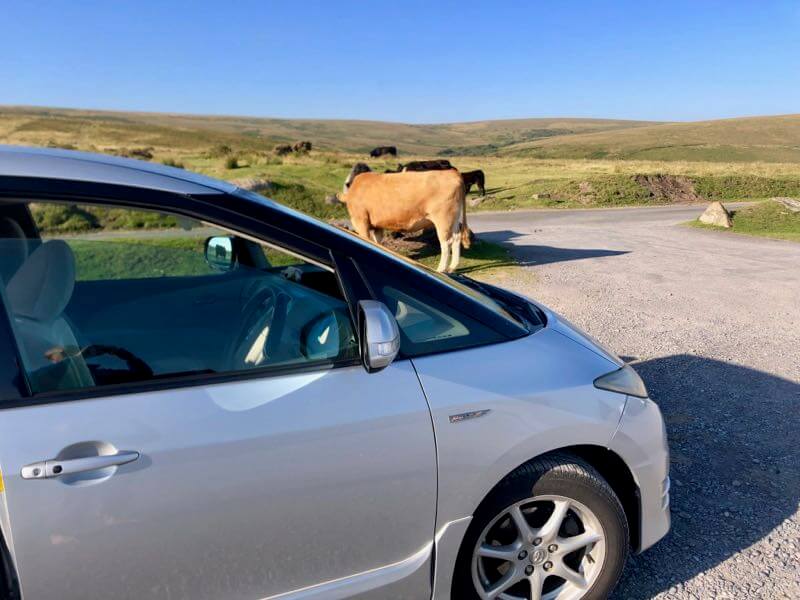 Spectacular Dartmoor with Openhand