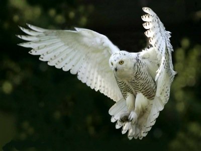 White Owl