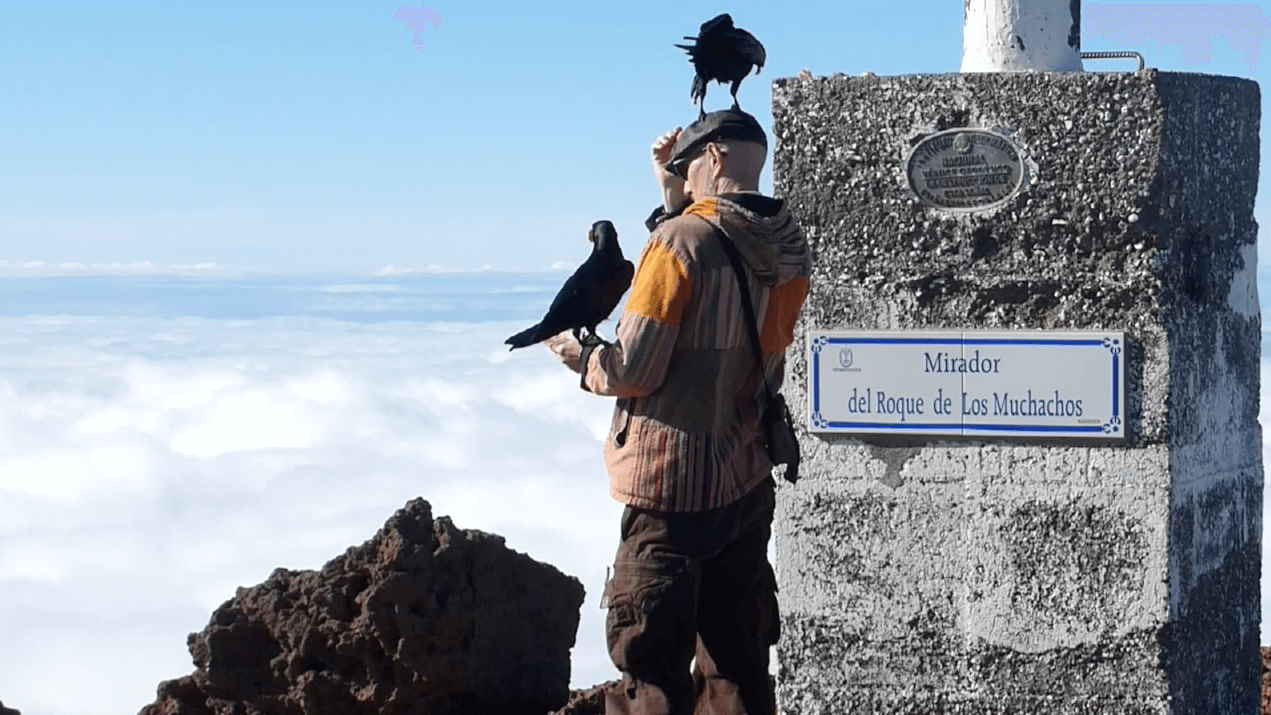 Ravens on the La Palma Volcano with Openhand