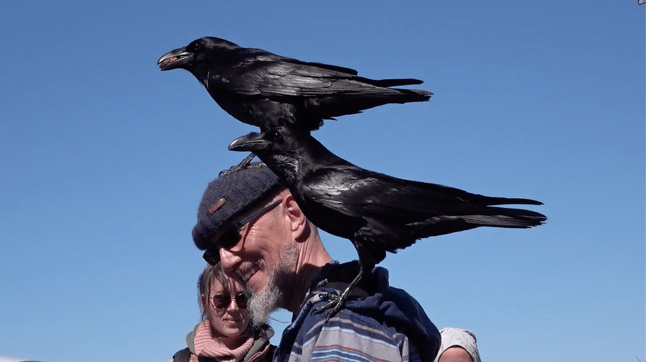 La Palma 23 - Ravens