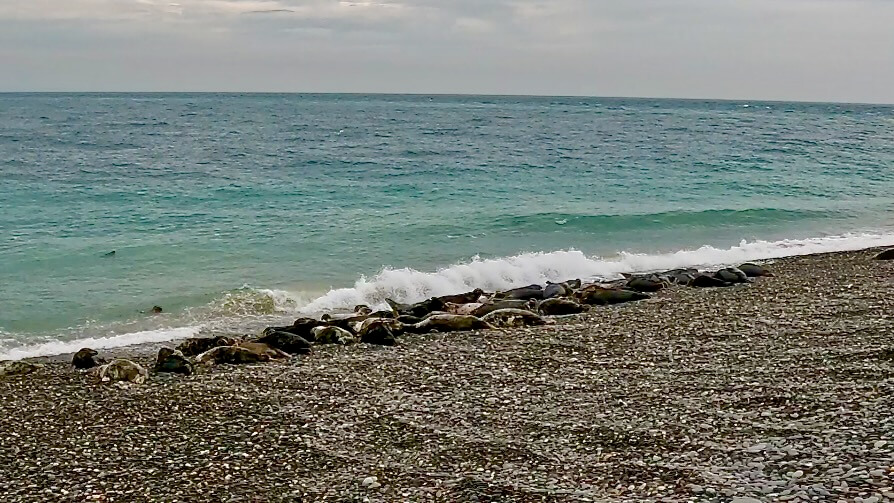 Isle of Man 2026: Seals