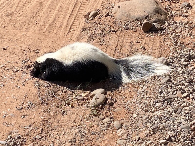 Sedona 23 - Skunk Medicine 2