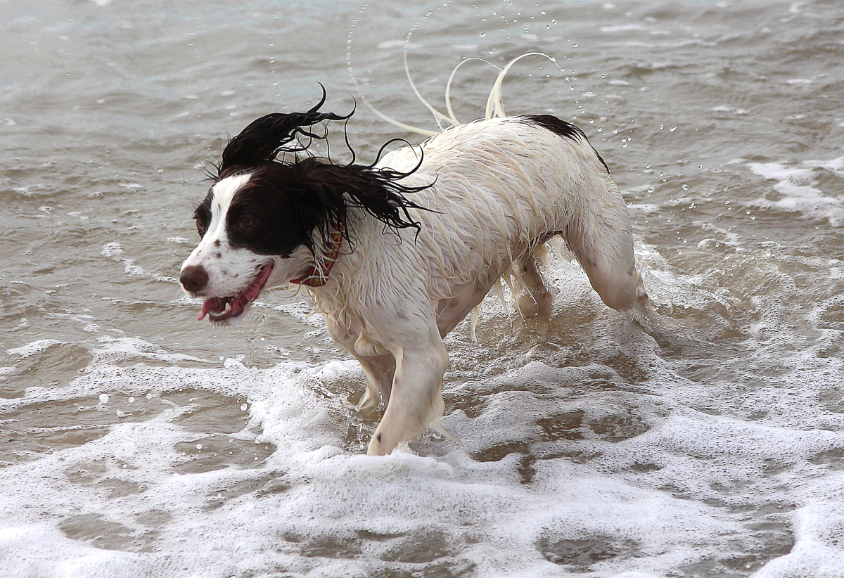 Spaniel on Beach