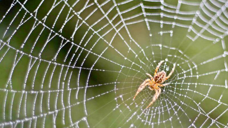 Spider's web with Openhand