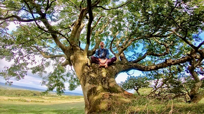 Tree meditation with Openhand