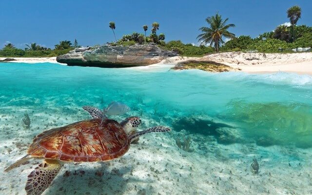 Tulum Mexico Turtle