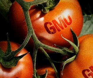 GMO