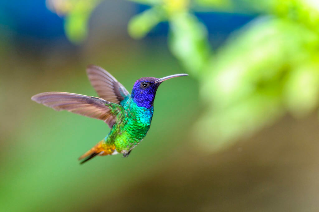 Mexico humming birds