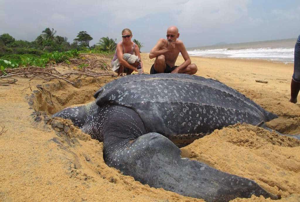 Largest Leather Back Turtle