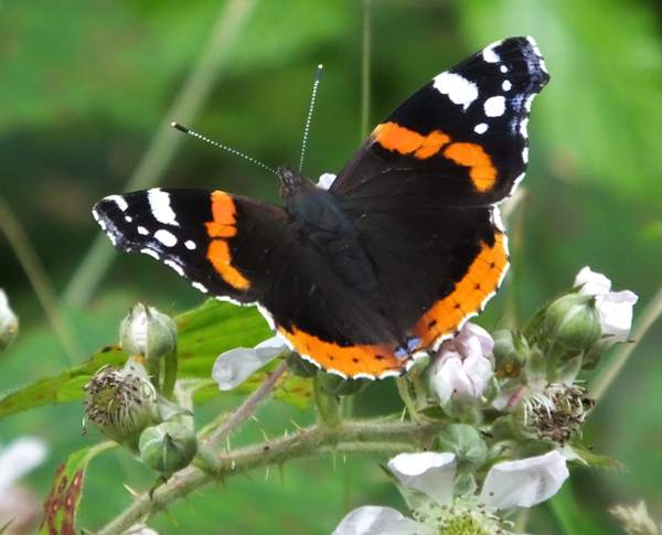 Red Admiral