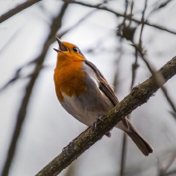 Humble Robin