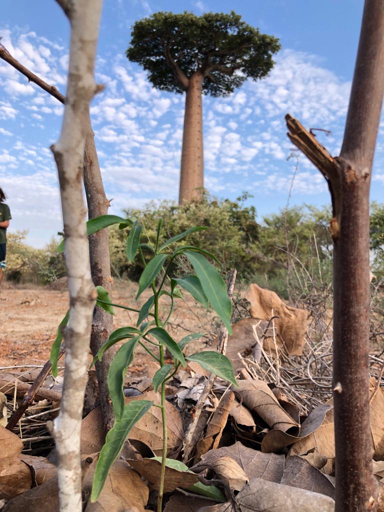 Baobab brothers