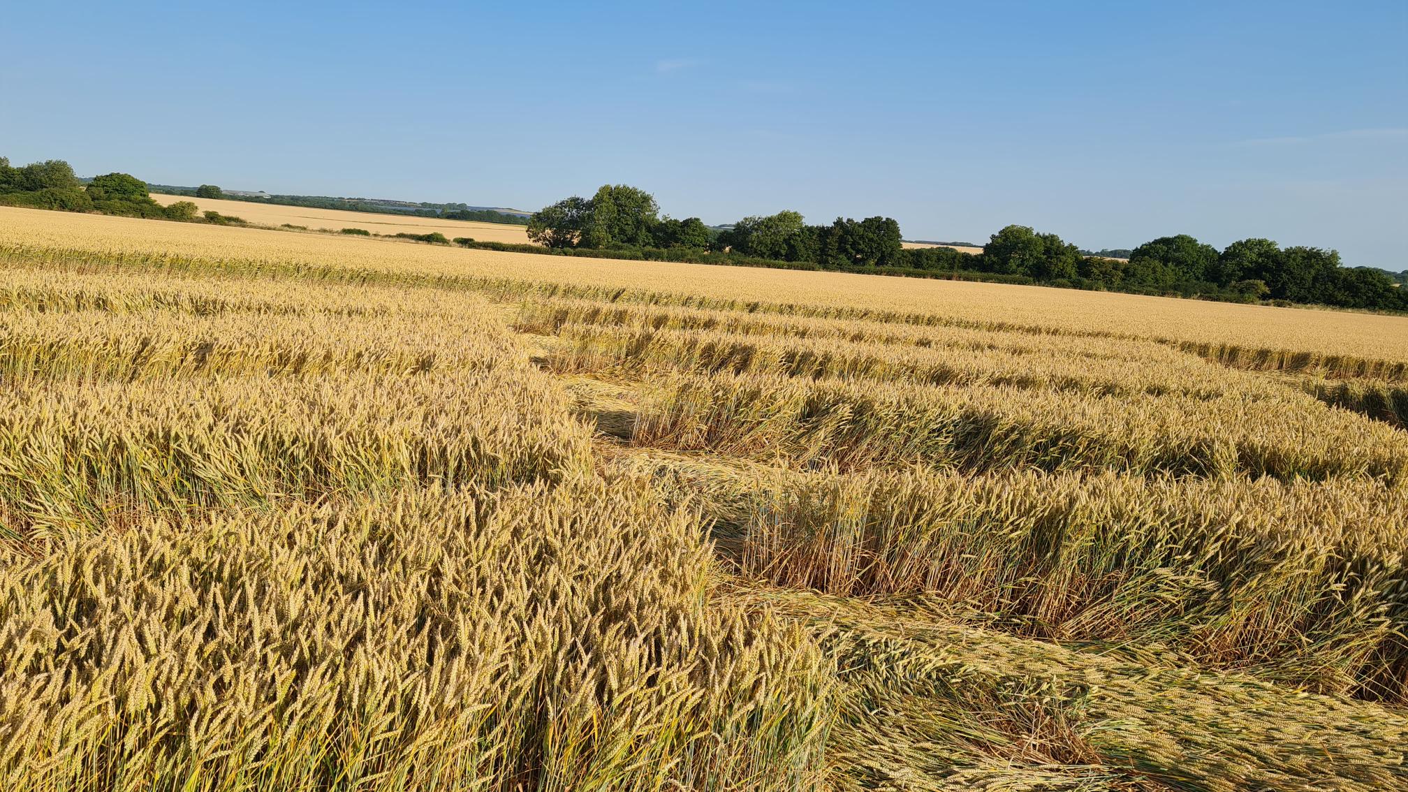 crop circle barbery