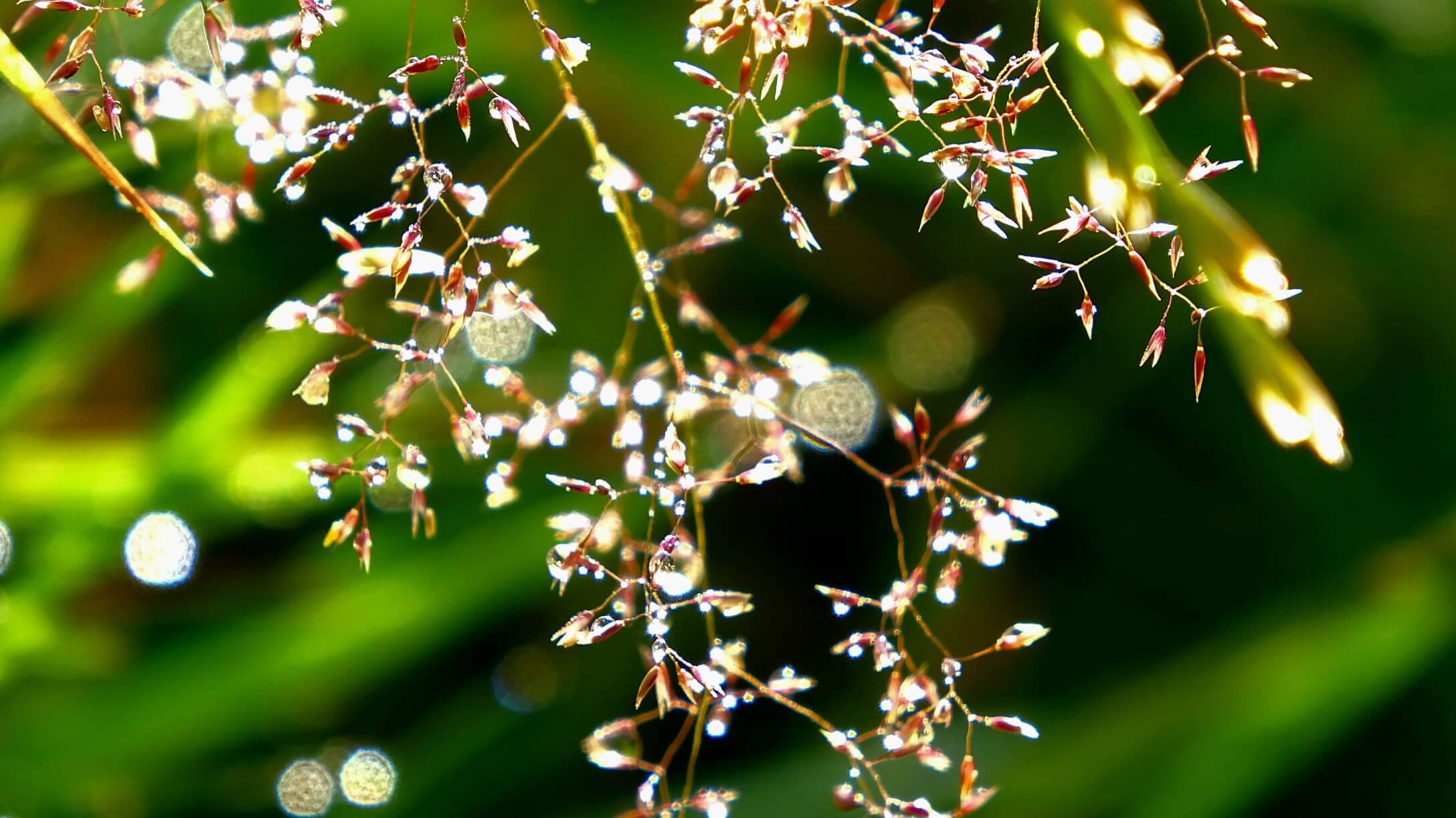 Bentgrass