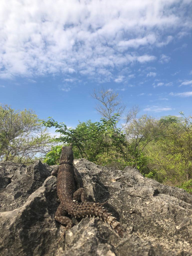 Lizzard&sky