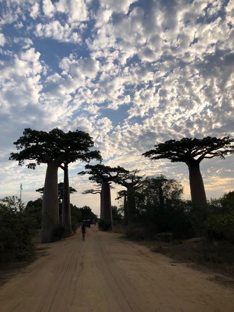 Baobab avenue