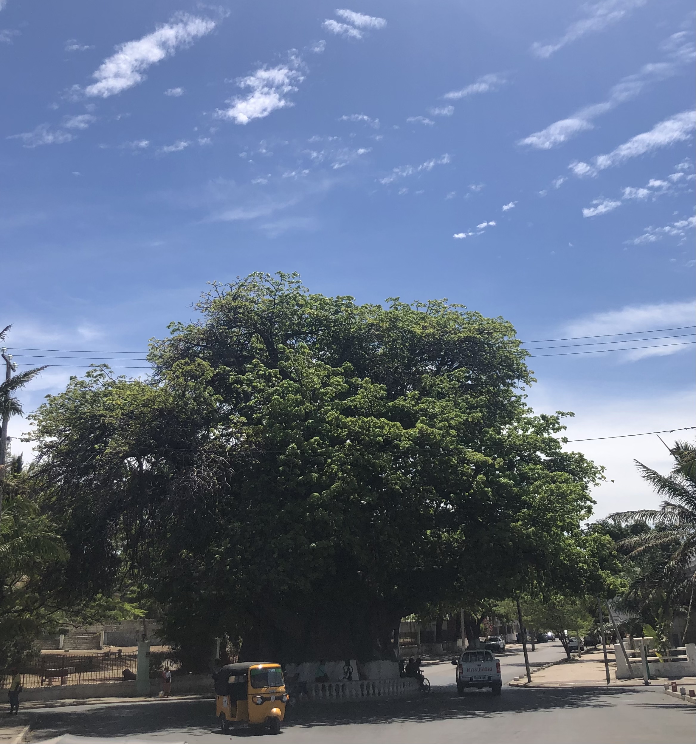 Baobab tree