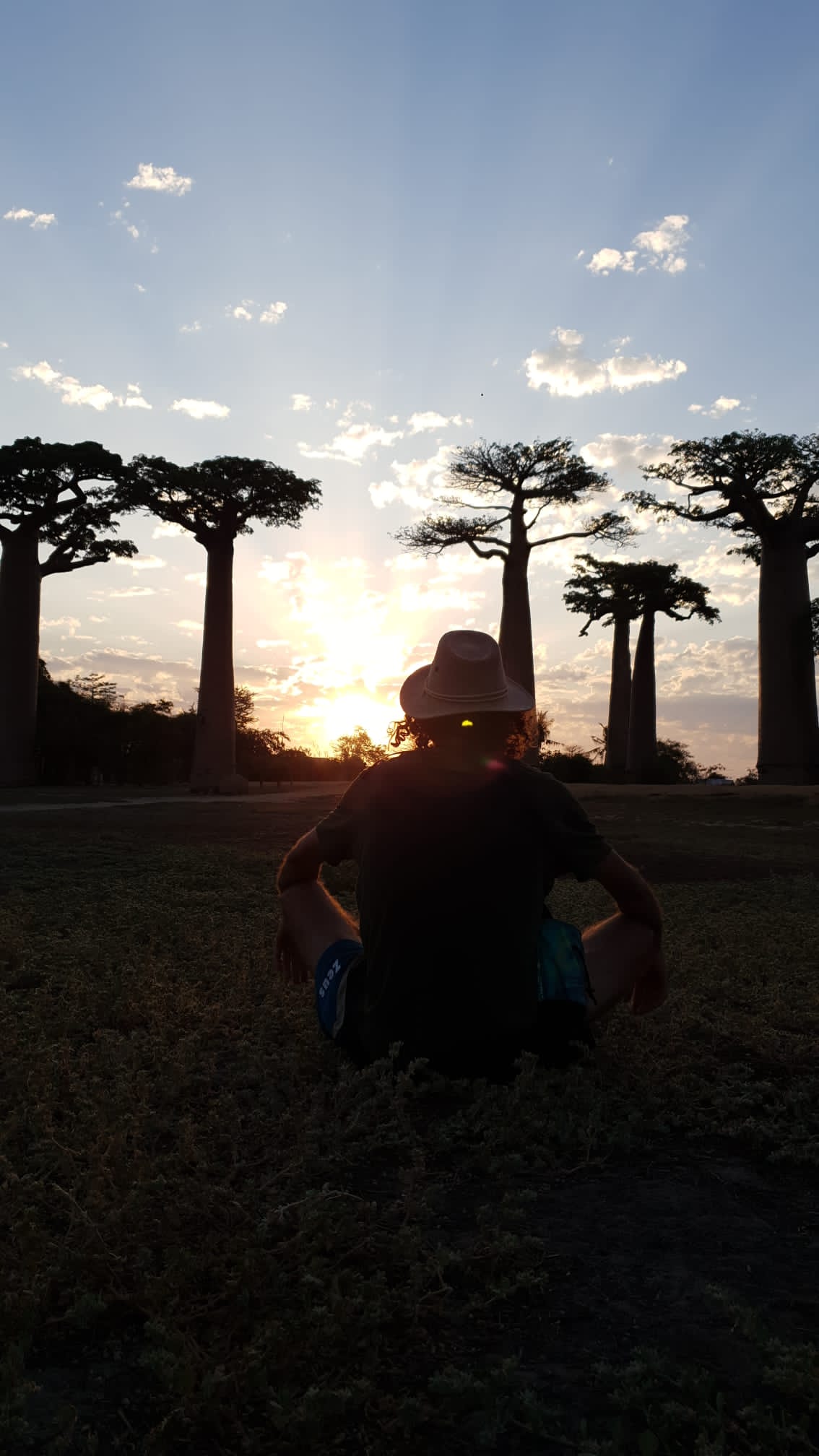 Sunset baobab
