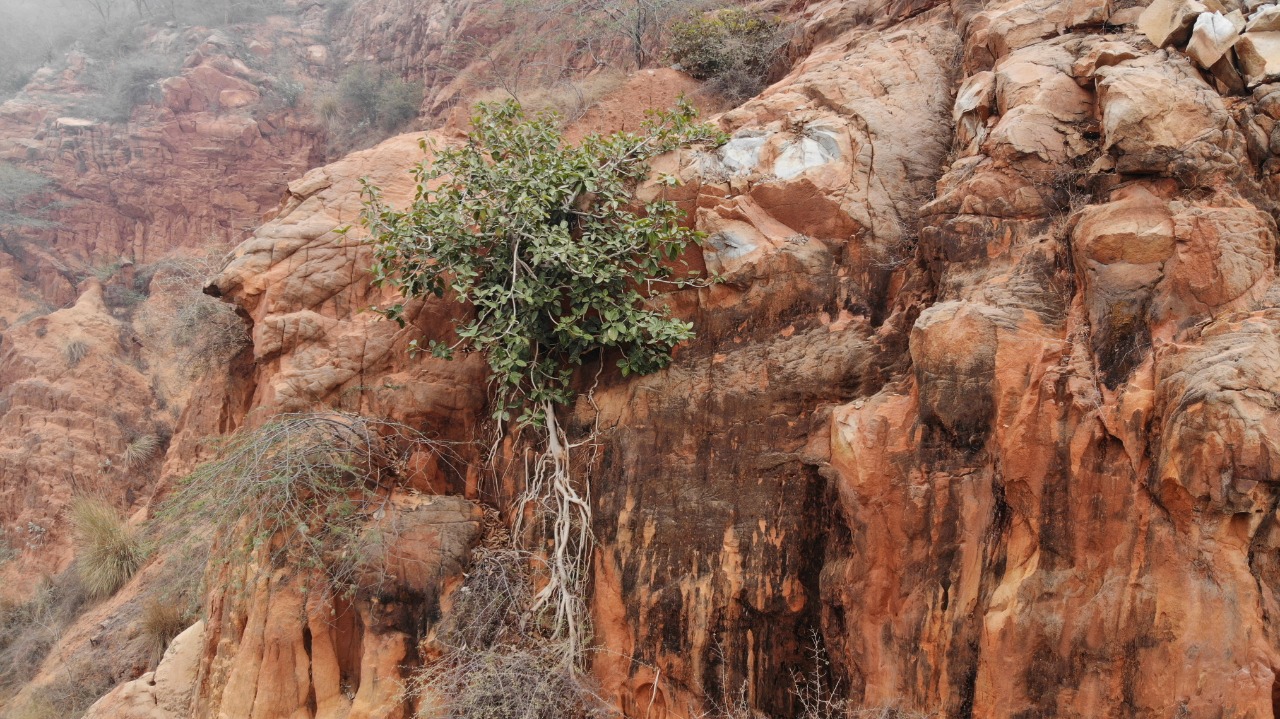 The Ficus growing in impossible places 