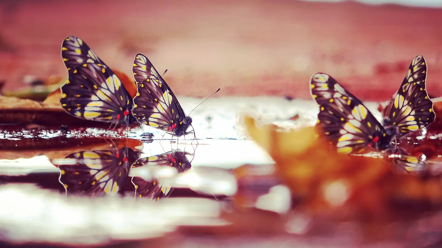 Butterflies