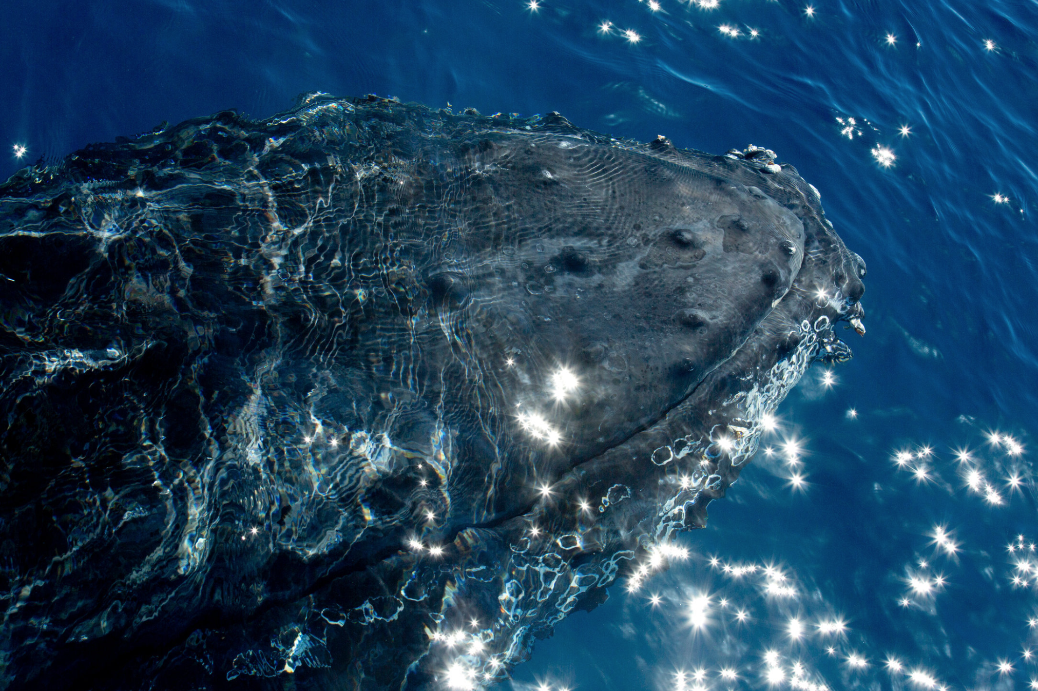 A humpback whale coming up for air under our catamaran at Hervey Bay Queensland, Australia