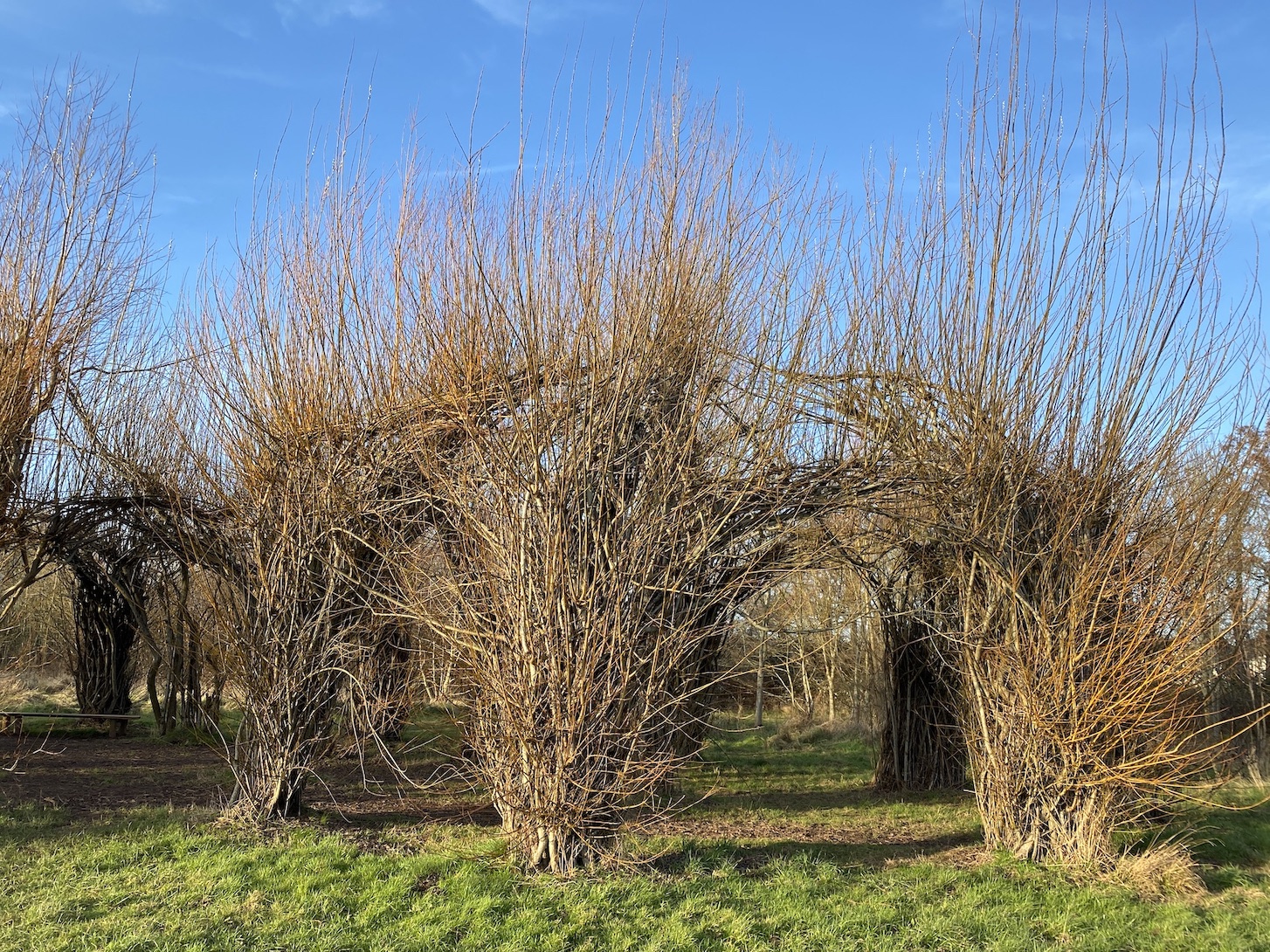 Willow sculpture 3