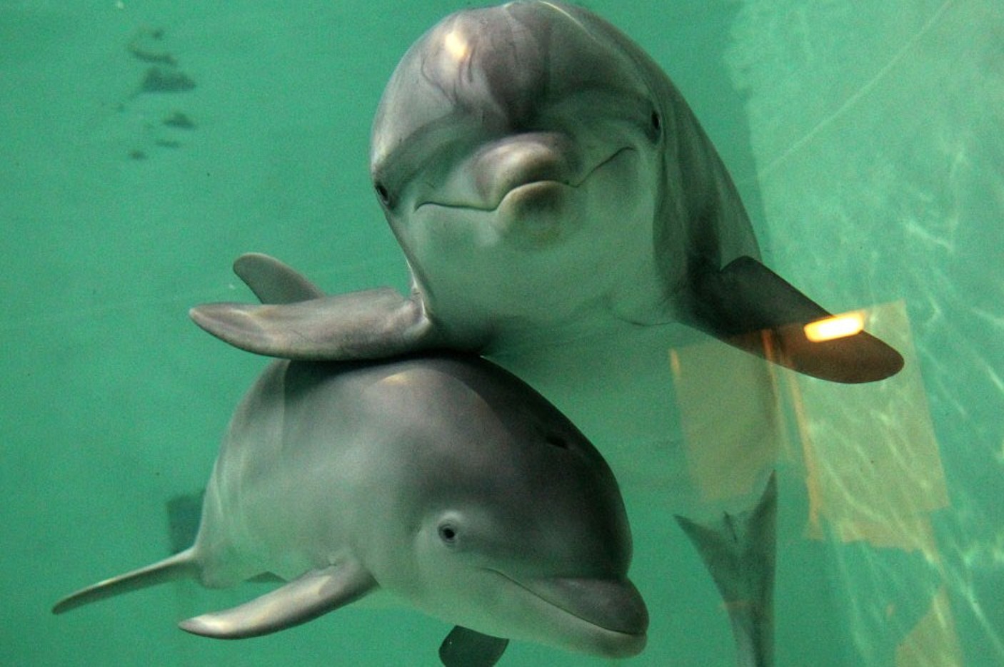 dolphin