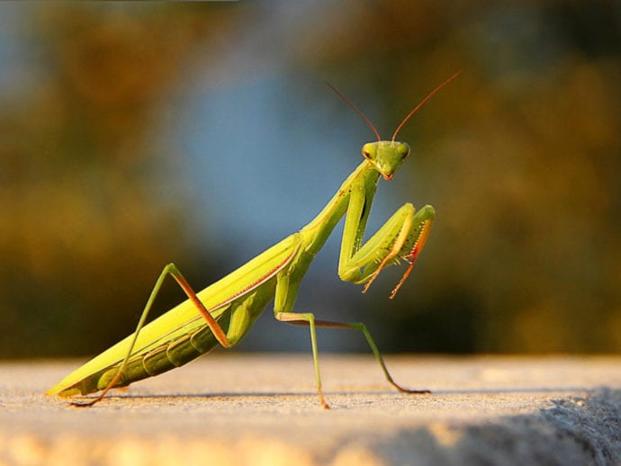 "female european praying mantis"